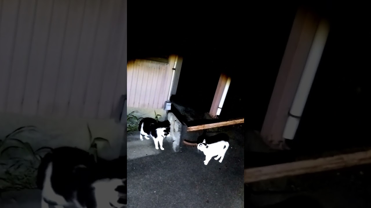 ゆきちゃんの圧！再び夜中のお散歩で対峙！さすが！向こう見ずな女番長！ #熱海 #伊豆 #ジャパニーズボブテイル #散歩 #保護猫 #猫のいる暮らし #c野良猫 #ネコ #日本猫