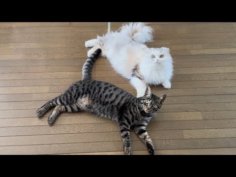 パパ愛でシンクロする可愛いニャンズ❤️【スコティッシュフォールド】【保護猫】