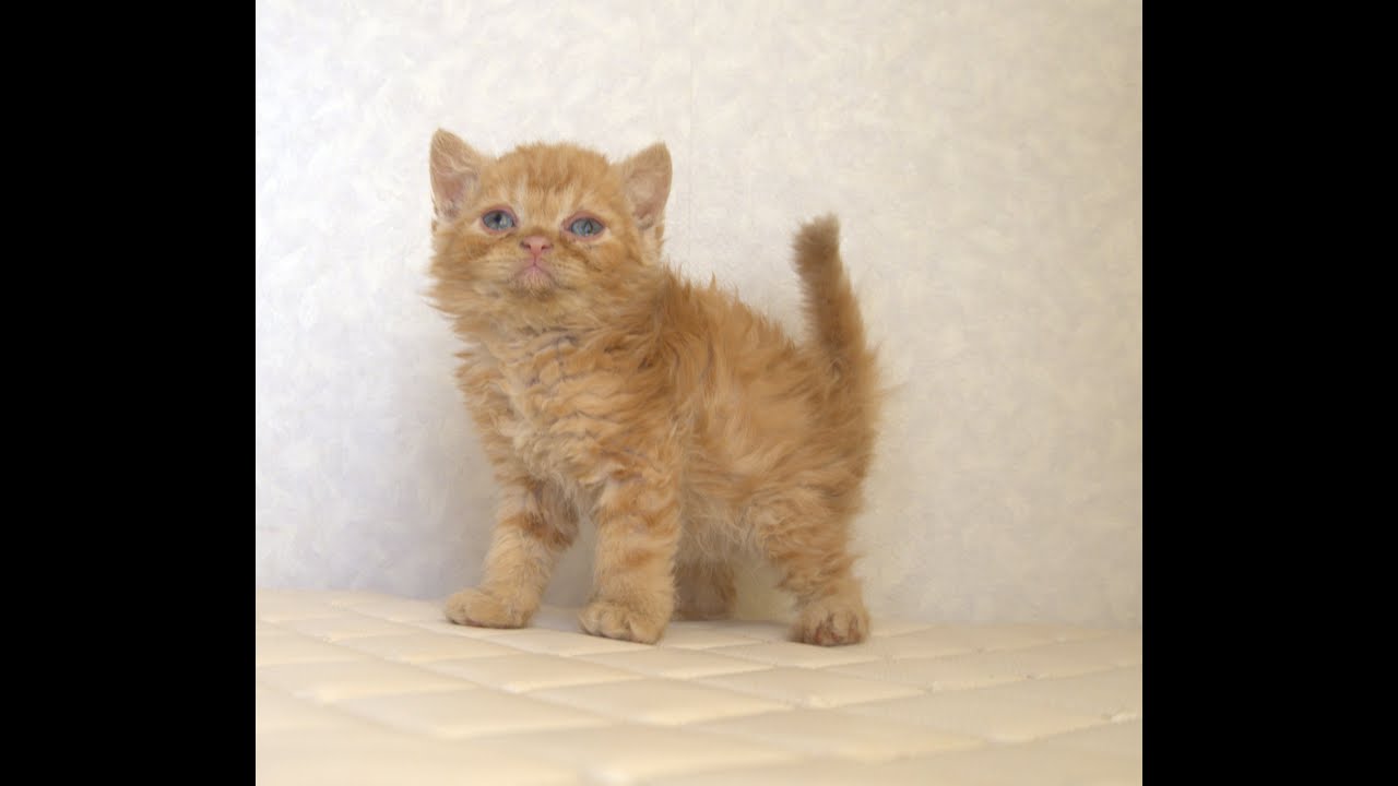 セルカークレックス子猫　Selkirk Rex　2025.5.28産まれ　レッドタビー　巻き毛　男の子　シーダキャット猫のお店