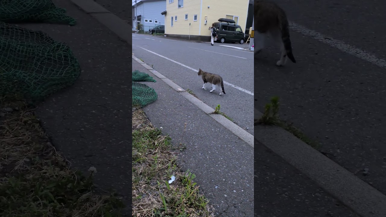 必死に子猫を探すちびすけ(改） #cat #子ネコ #地域猫 #猫のいる暮らし