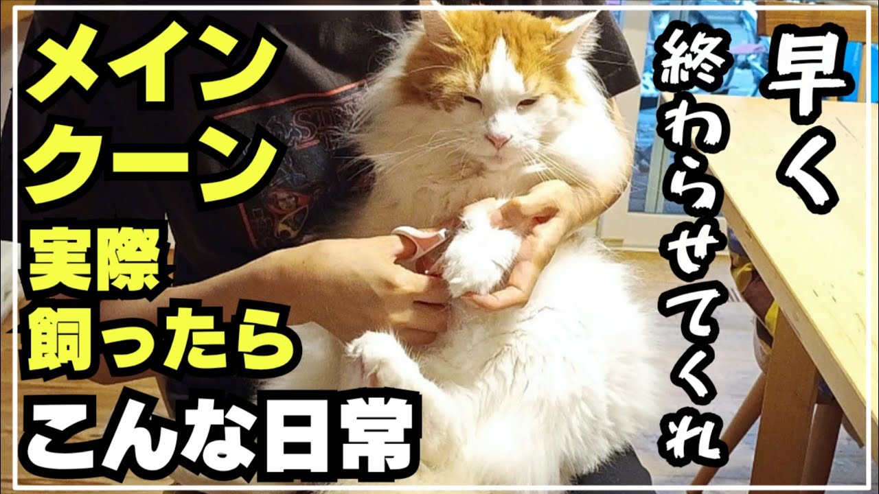 渋々爪切りをさせてくれるメインクーンが可愛い