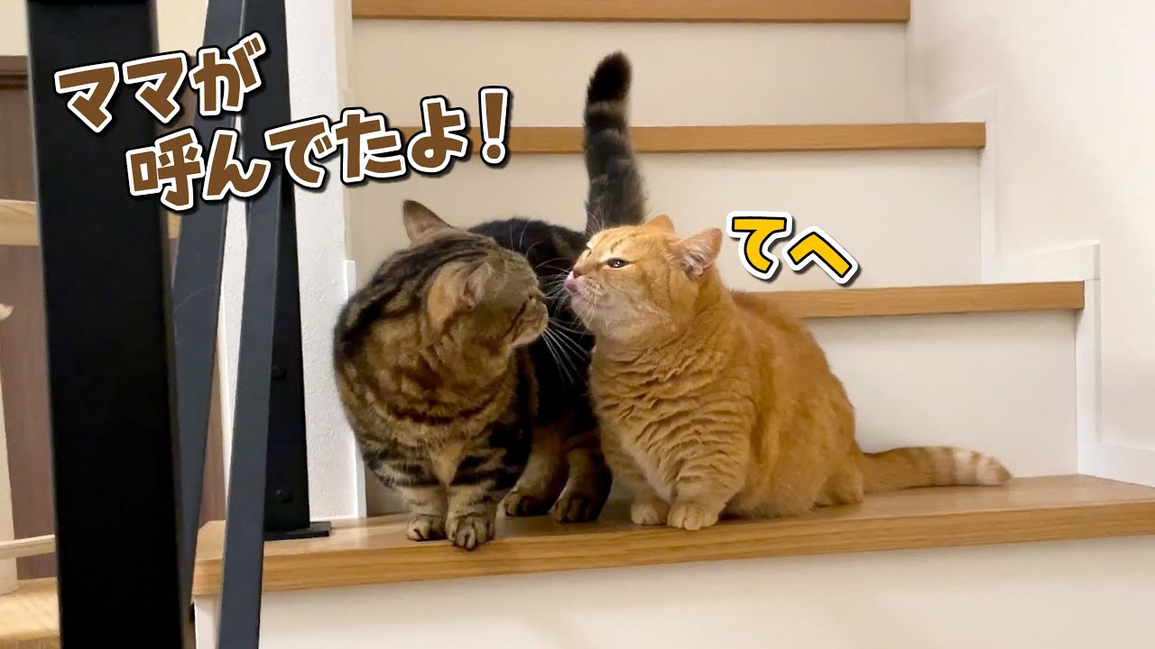 ママの代わりに兄猫を呼びに行ってくれる弟猫が可愛すぎる！