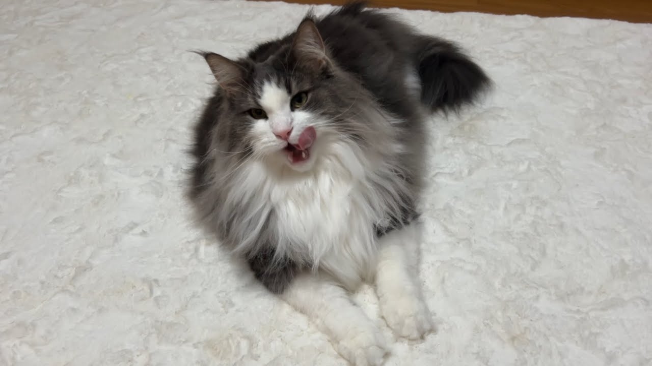 【カミカミ】ネズミさんに無関心兄ちゃんと、食べちゃいそうな弟くんwwwノルウェージャンフォレストキャット