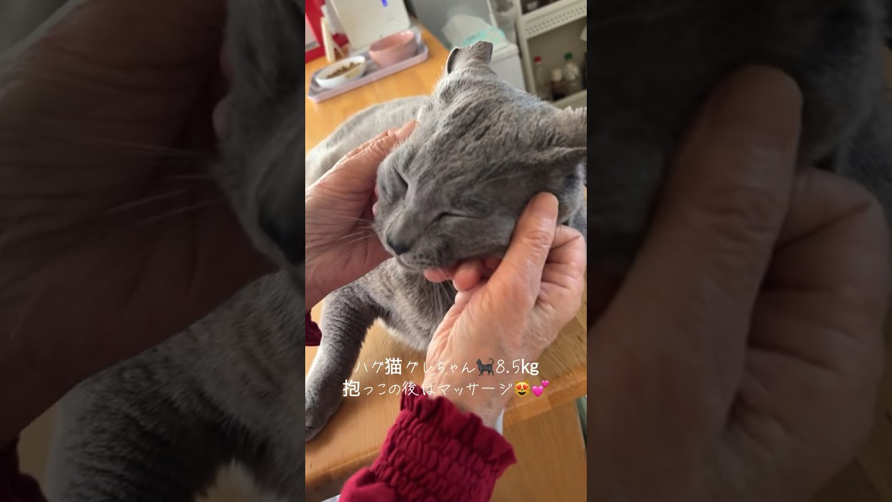 【グレちゃん、抱っこの後はマッサージでしあわせ〜😻】 #シャルトリュー #ばあちゃん大好き #bigcat #癒し動画