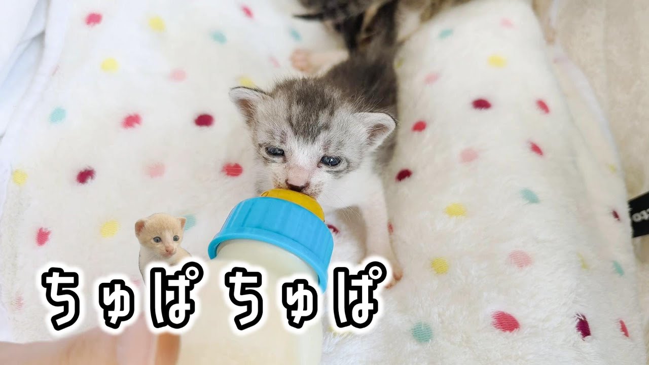 子猫のミルク飲み放題チュパり放題。てくてくてく歩き方覚えたて見てるだけで応援したくなる動画【保護猫生活4日目】