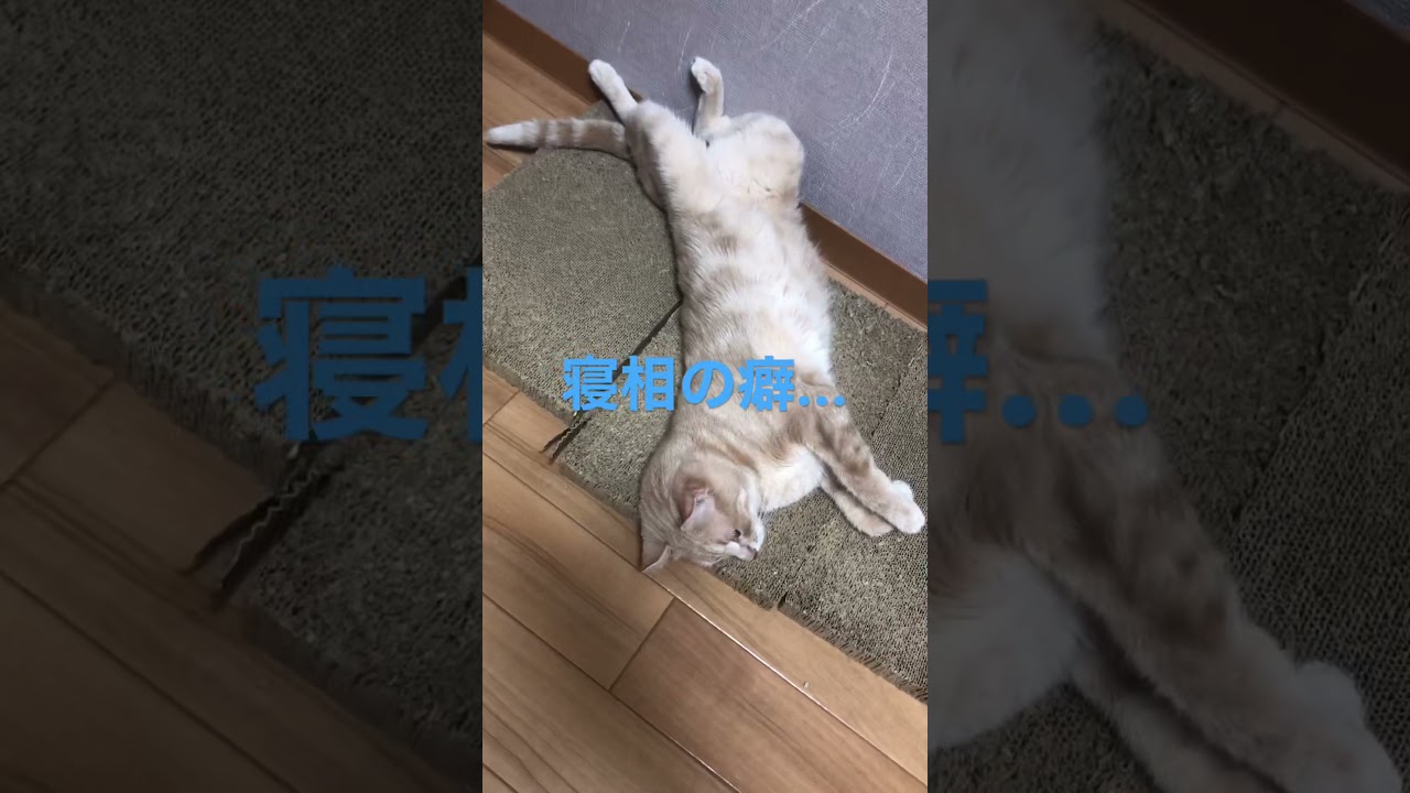 【アメリカンカール】寝相のクセがすごい　#猫　#Shorts