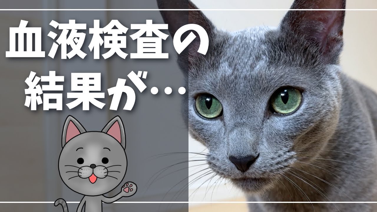 愛猫、少しでも長生きしてもらいたい【ロシアンブルー】猫