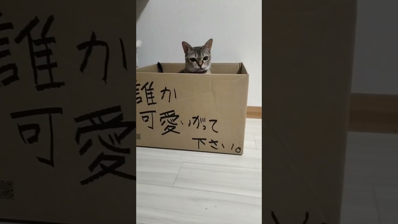 こちらのシンガプーラ猫を誰か拾ってください。#猫のいる暮らし