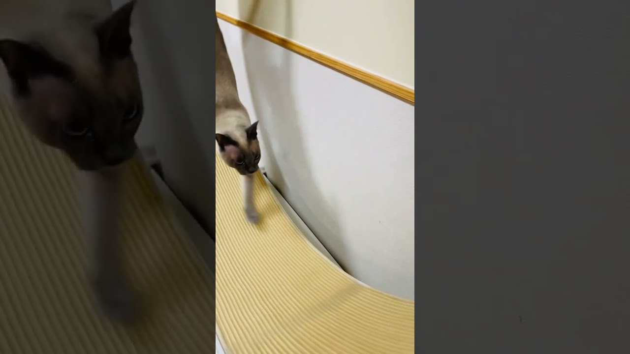 ある日のトンキニーズ④         #キャットホイール　#キャットサークル　#猫　#シャム猫　#バーミーズ