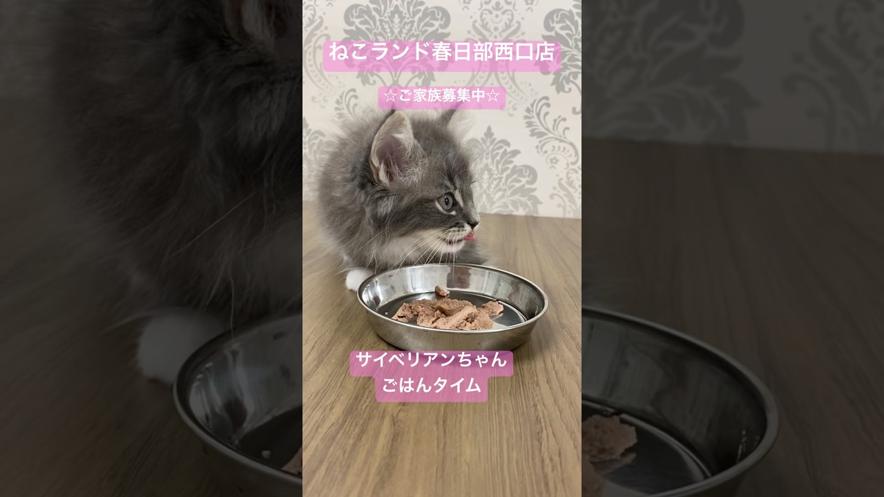 #サイベリアン #猫のいる暮らし #子猫 #ねこ