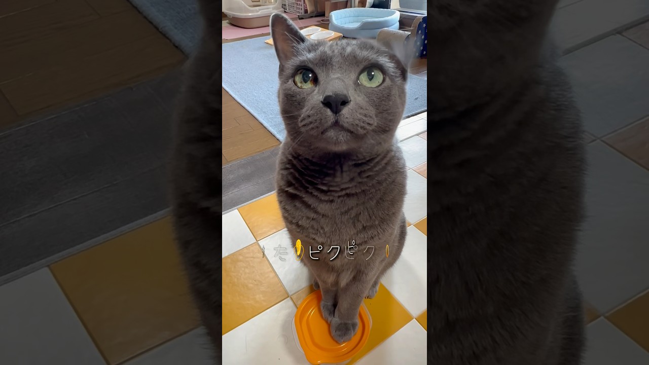 【ロシアンブルー】めろんのお耳👂よく動く🫢【猫】#shorts