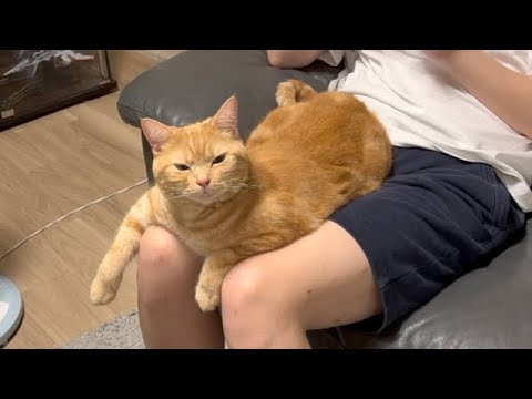 甘えん坊猫はいつも飼い主の膝の上に来るので可愛すぎますw