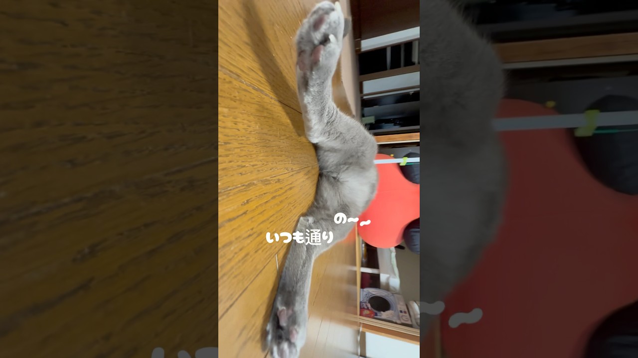 【ロシアンブルー】今朝のめろんのごろん🤭いつも通りですね❤︎【猫】#shorts