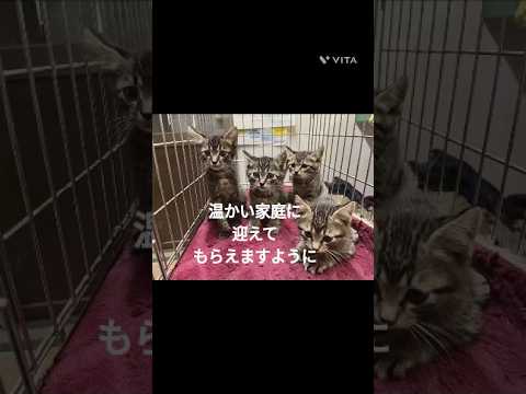#cat #ねこ #保護猫 #子猫 #ショートで応援 #shorts #子ネコ #猫のいる暮らし #youtubeshorts