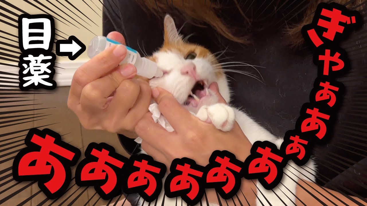 【地獄】大嫌いな目薬をさせられた猫が大変なことになりました…【関西弁でしゃべる猫】【猫アテレコ】