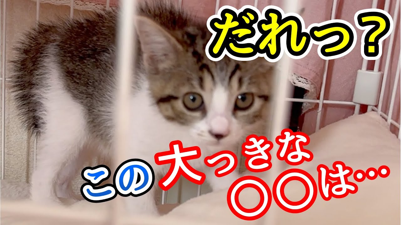 ビビりすぎて総毛立つ2ヶ月の保護子猫 巨大〇〇と対面した結果 まさかの展開に…