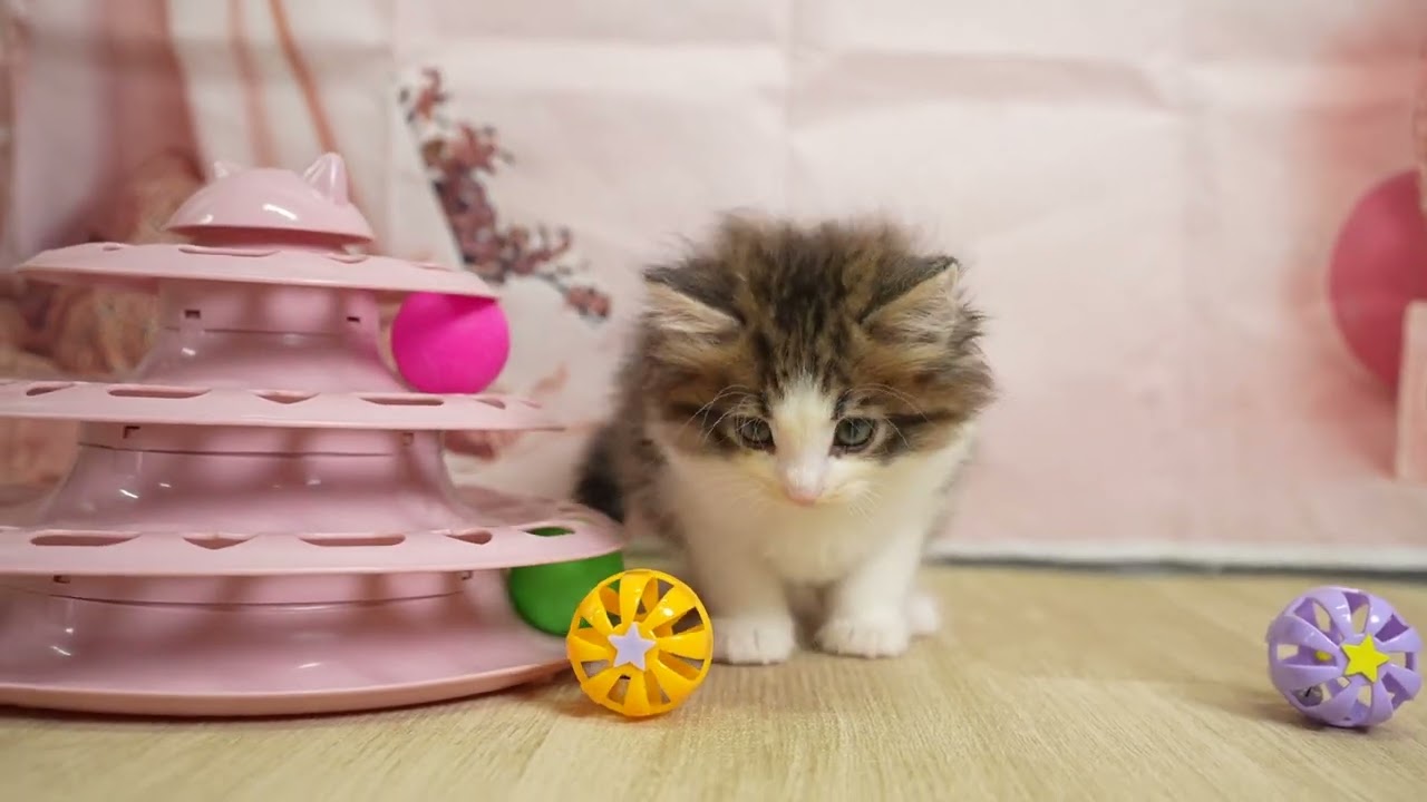 ノルウェージャンフォレストキャット 当日見学申し込みOK！🐱✨