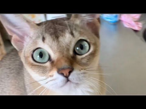 シンガプーラは、とても綺麗な猫ですよ