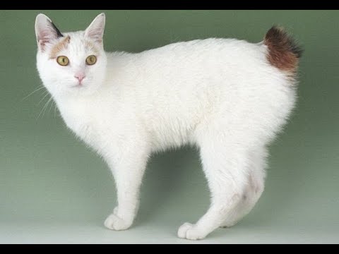 かわいい仔猫　ジャパニーズボブテイル のおもしろいお話　Funny story of cute kitten Japanese Bobtail