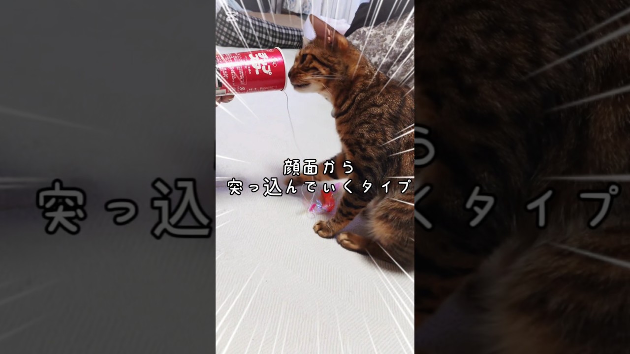 顔面から行くタイプ #猫 #猫動画 #猫のいる暮らし #ベンガル #cat #fyp #shorts #short