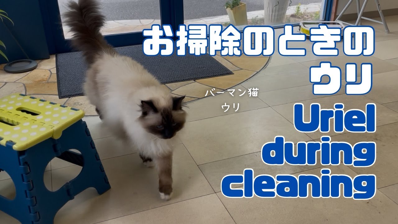 バーマン猫ウリ【お掃除のときのウリ】Uriel during cleaning （バーマン猫）Birman/Cat