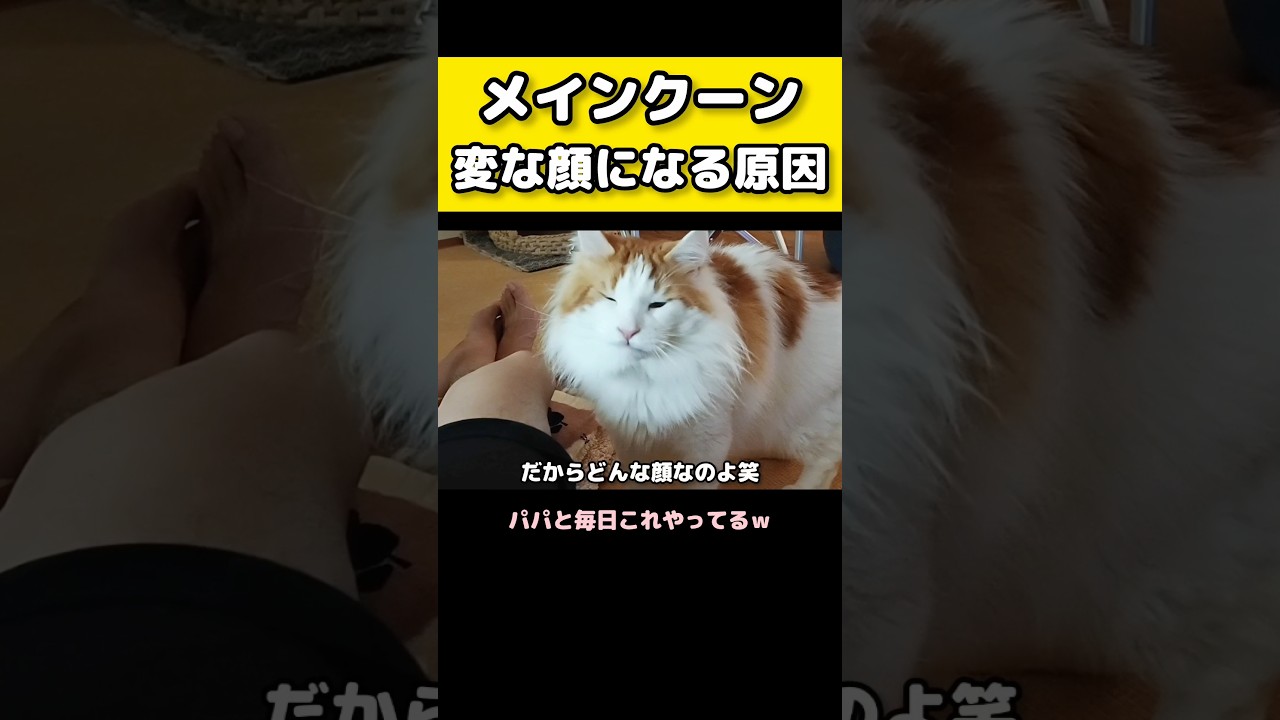 クセになる表情なんだよなぁ。 #メインクーン #猫 #猫のいる暮らし#cat #mainecoon #catlover​  #catshorts​ #cute​ #cutecat​ #fyp​