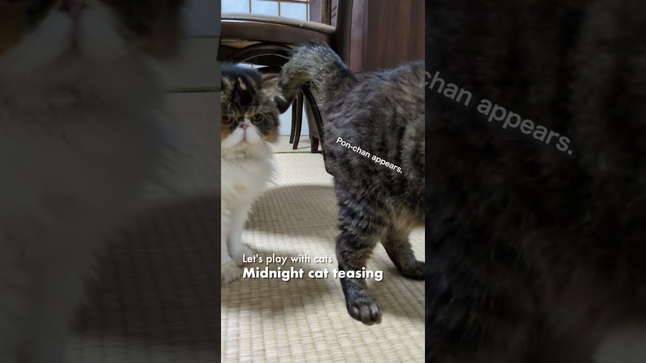 猫と遊ぼう／真夜中の猫じゃらし