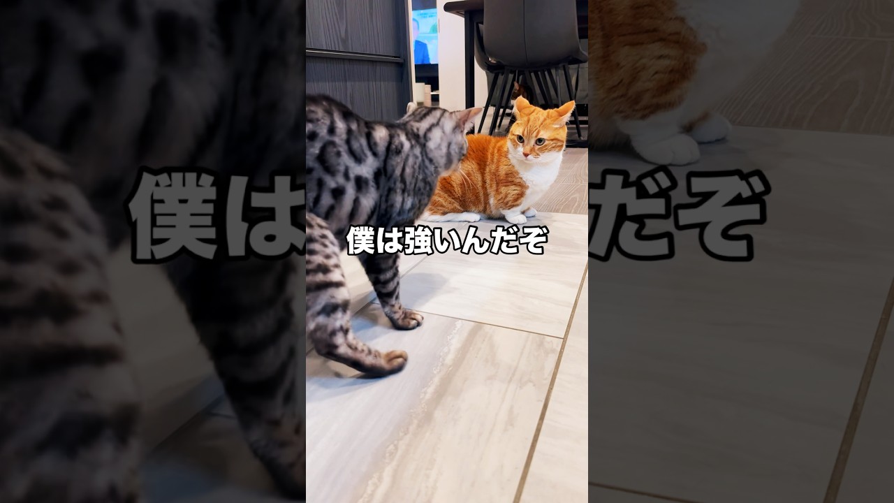 僕は強いんだぞ！