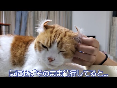 スコティッシュフォールドなのにアメリカンカールに変身した猫です