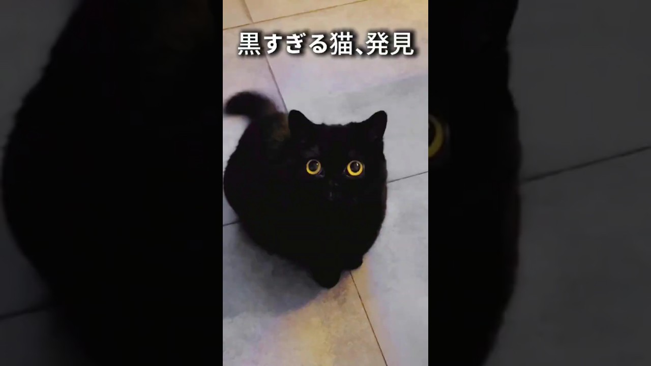 黒すぎて見えない…この猫、何者? #ボンベイ猫 #黒猫