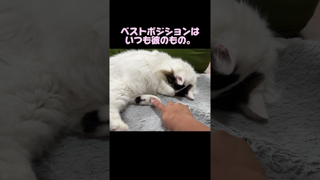 夏。ねこ、だらけ。夏に染まる猫。#ノルウェージャンフォレストキャット #猫のいる暮らし #norwegianforestcat #cat #meow