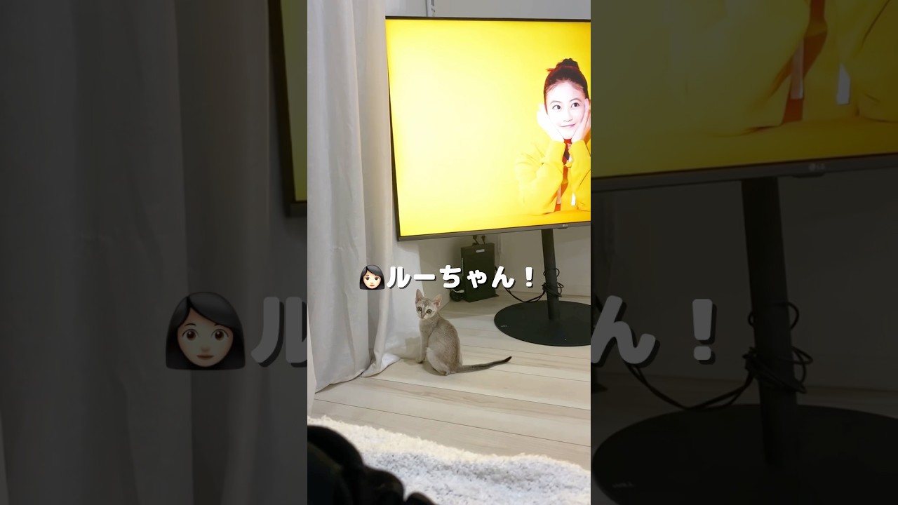 【可愛い子猫】テレビに興味深々なシンガプーラの子猫