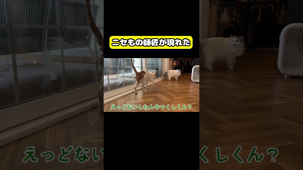 ニセものの師匠があらわれた！#猫 #おもしろ #アテレコ #ニャンチューバーつくし