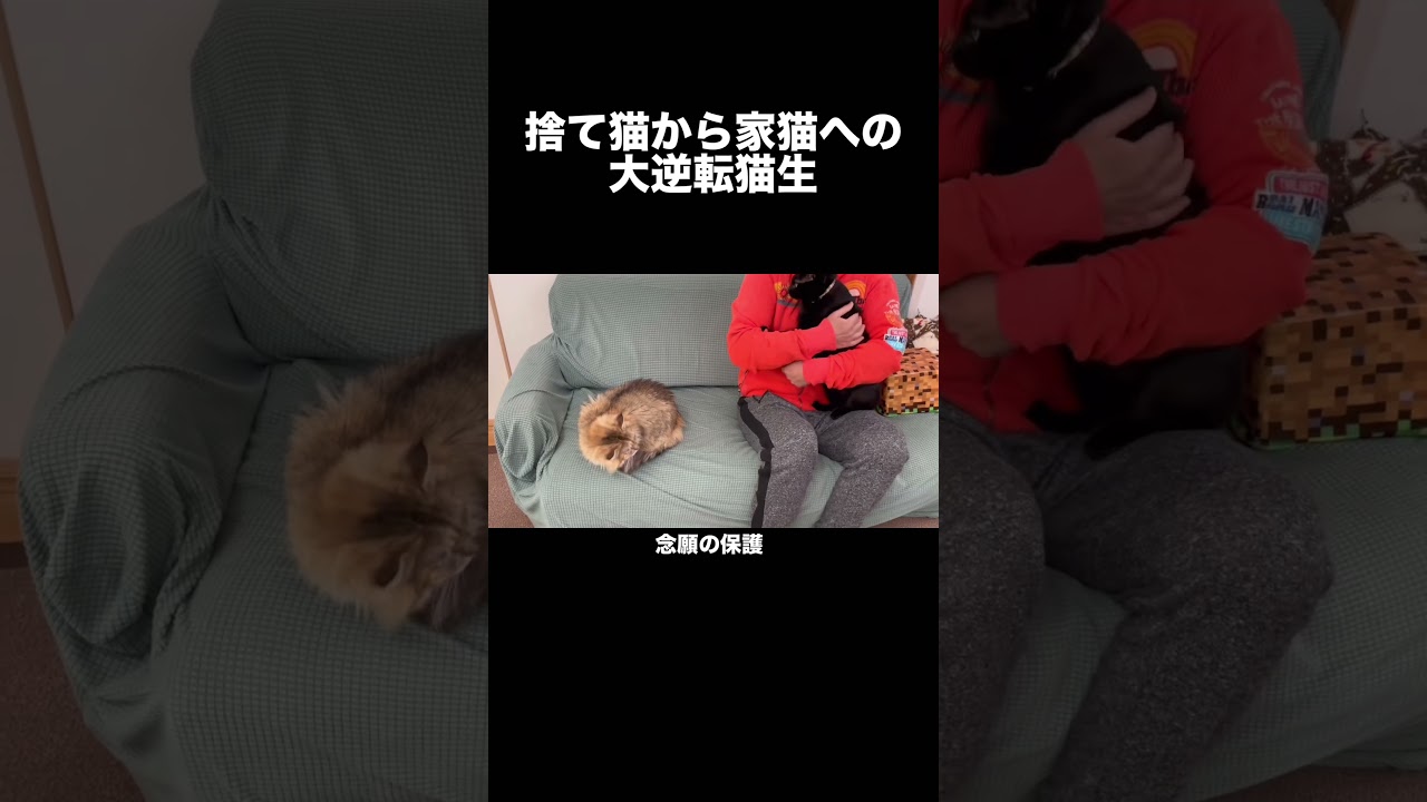 捨て猫から家猫への大逆転猫生