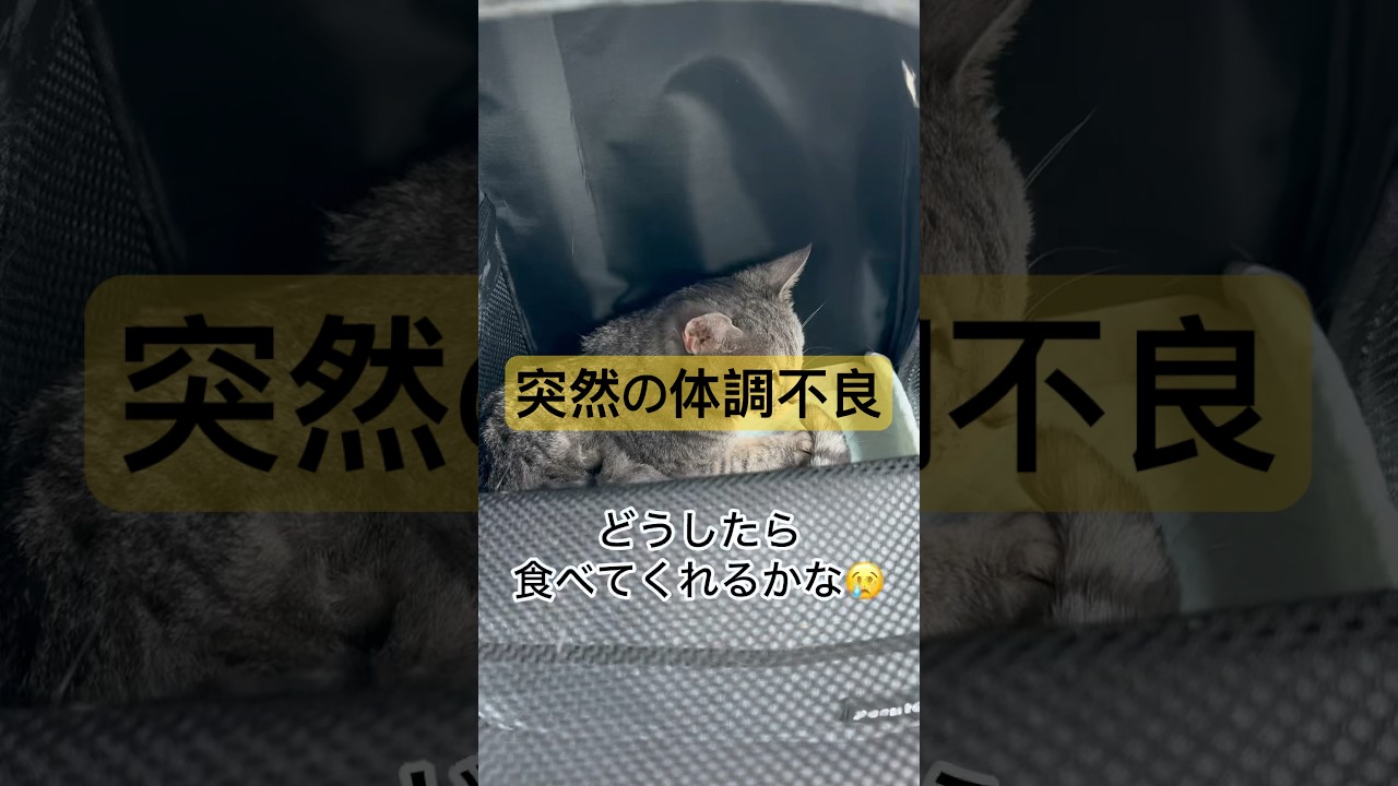 #オシキャット #オシキャットのひょーちゃん #急性胃腸炎 #ご飯食べてくれない