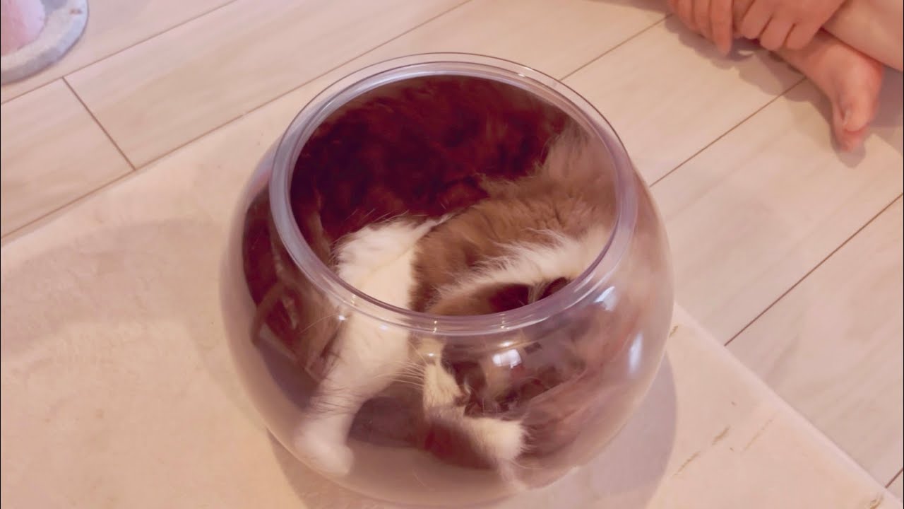 【でぶ猫】こんなんで（猫は液体）なんて認めねぇから😈