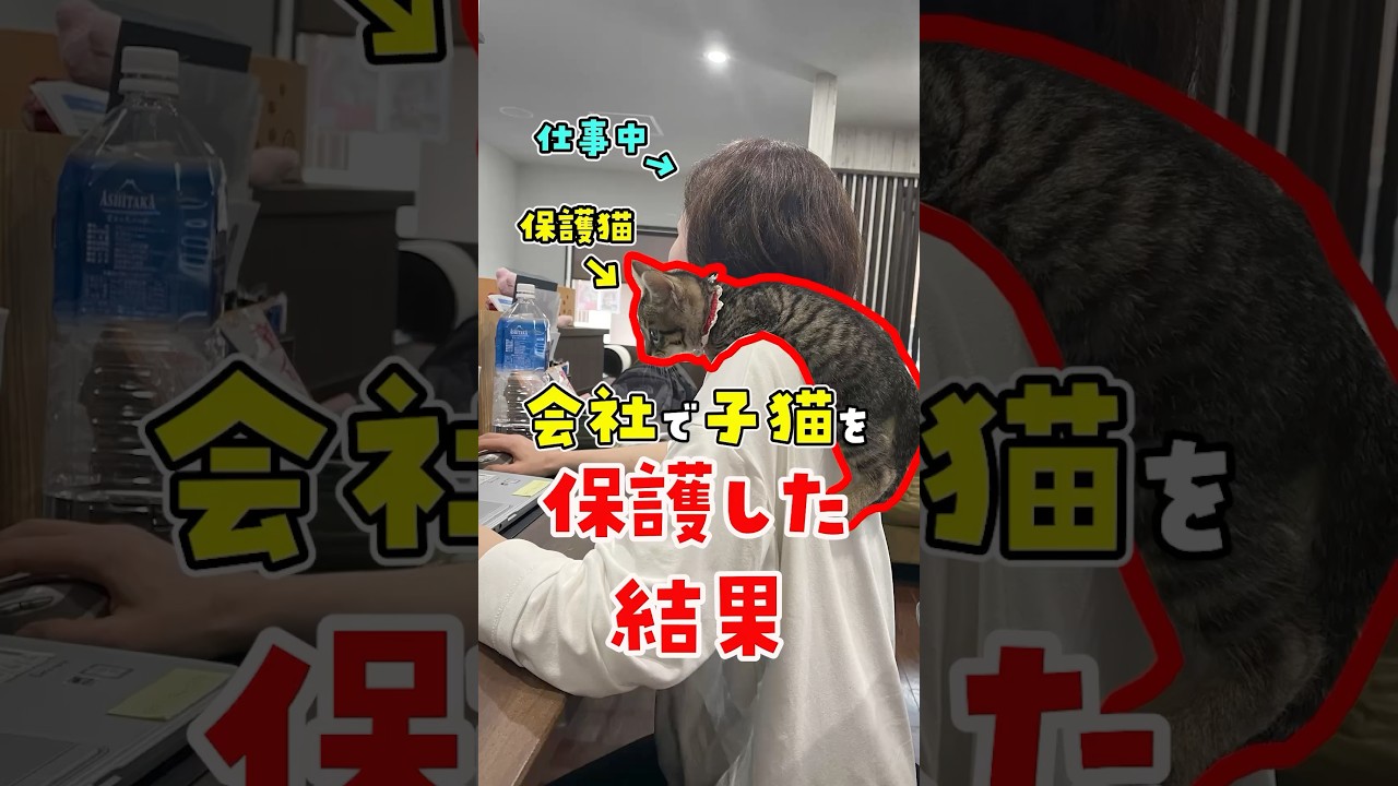 【福利厚生は猫】会社で子猫を保護した結果、社内が大変なことになりました！ #ねこ #ネコ #働き方改革