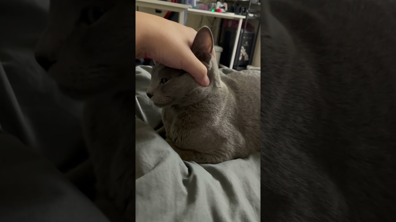 #ロシアンブルー #cat #猫のいる暮らし