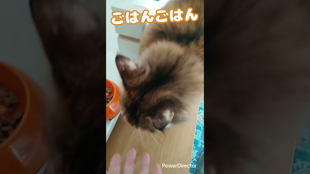 メインクーンのこたろうくん　他の子のご飯…