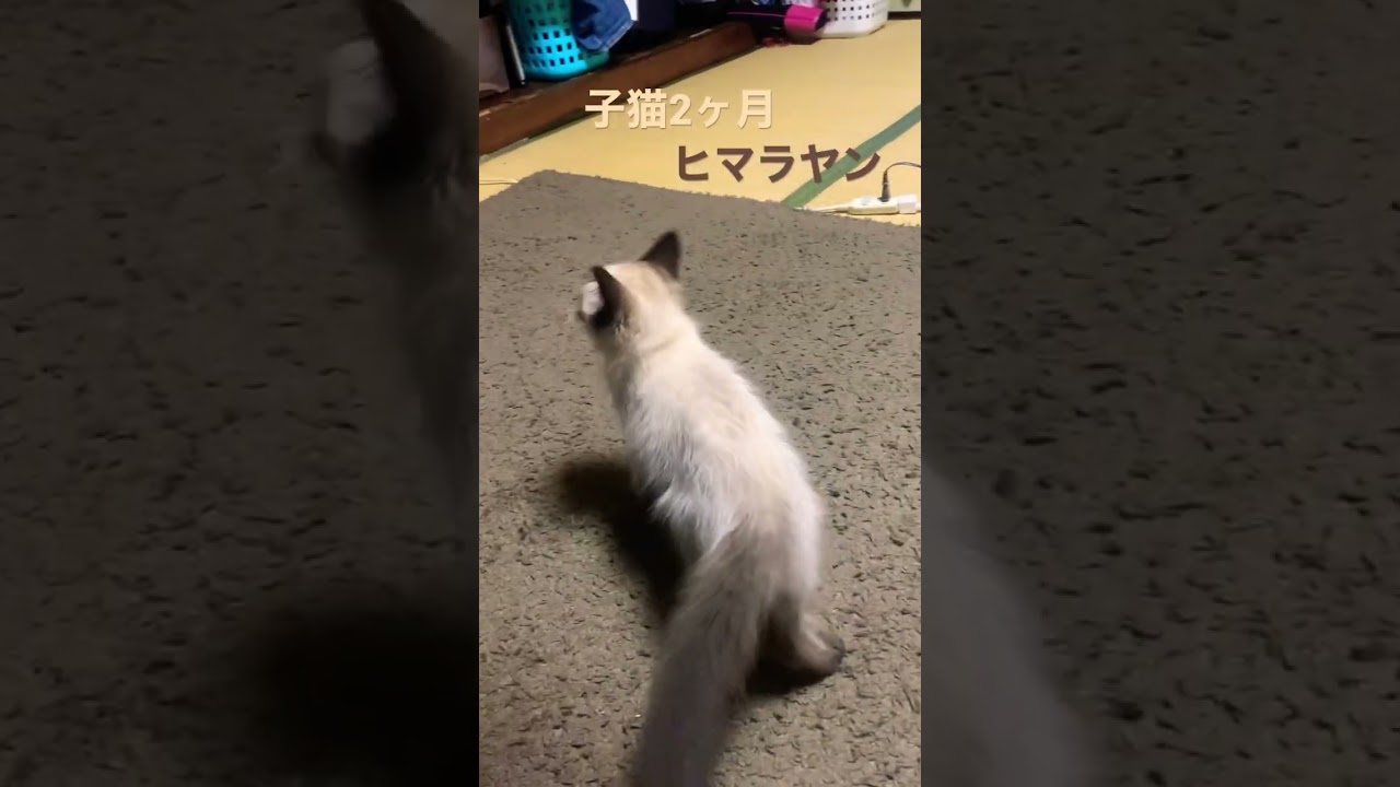 #子猫 #猫 #ヒマラヤン #ねこのいる生活 #かわいい猫 #ラグドール子猫