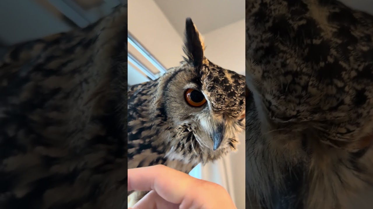 本日のふー Foo of the day 【ベンガルワシミミズク】 #owl #フクロウ #birds #animals #cute #cat #wildlife #pets #funny