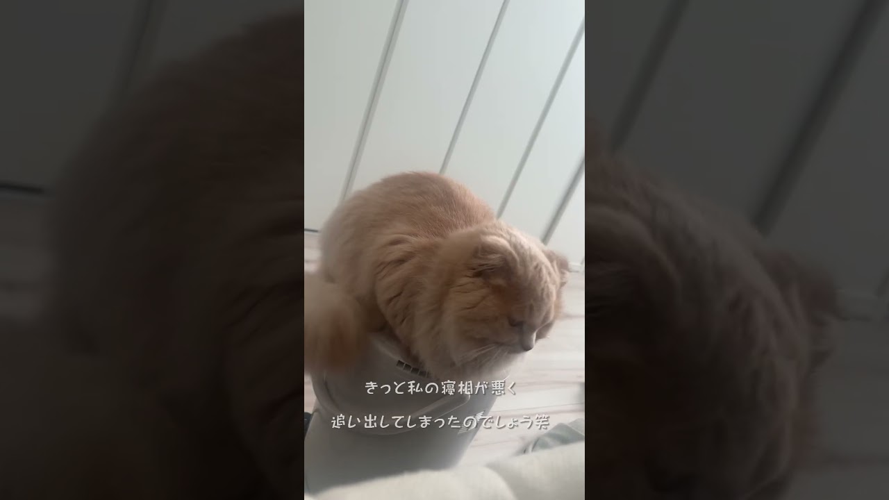 【加湿器の上のベル】スコティッシュフォールドロングヘアー