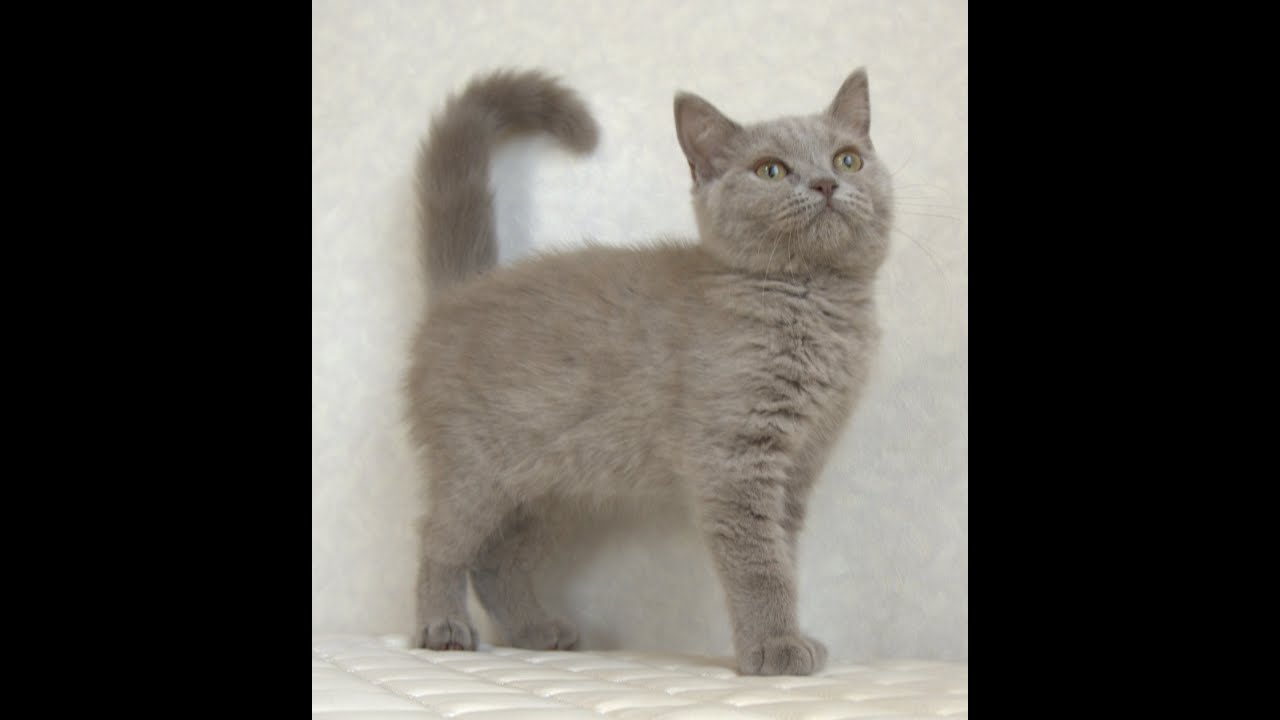 ブリティッシュショートヘアー子猫　British Shorthair　2025.3.20産まれ　ライラック　女の子　シーダキャット猫のお店