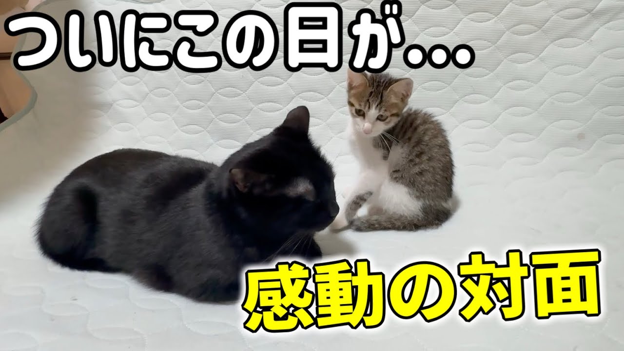 【感動の対面】隔離明け、先住猫とついに直接触れ合う子猫