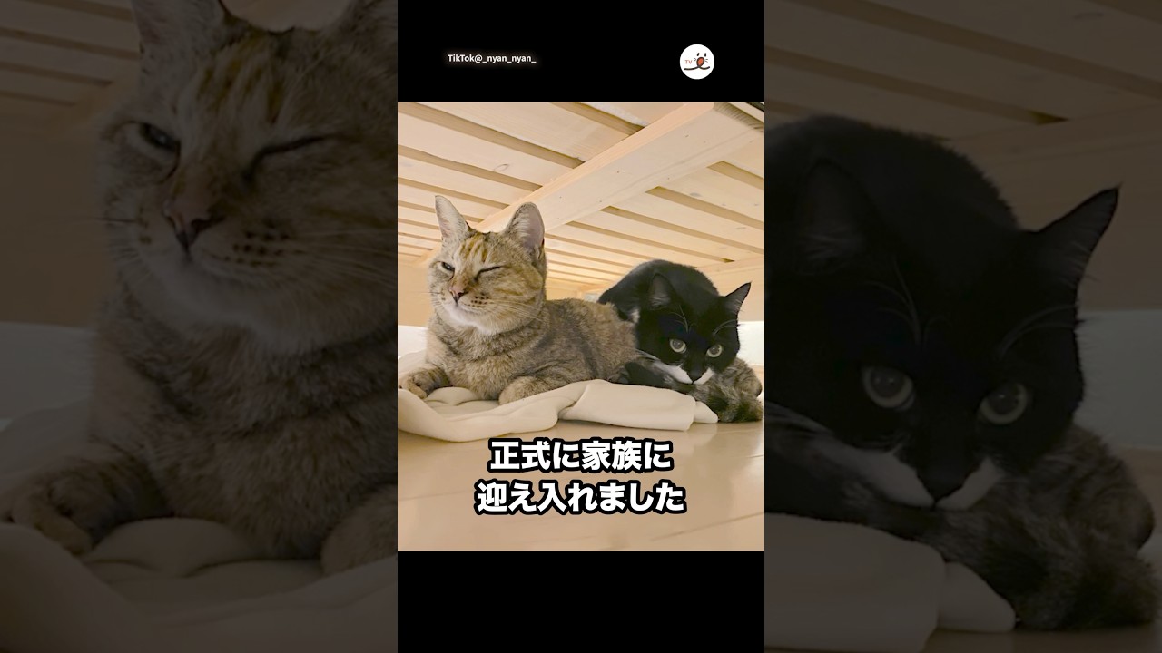 野良猫だった2匹が家族になるまで｜PECO