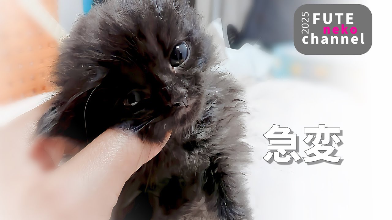ギリギリで保護された子猫が急変しました【保護子猫】