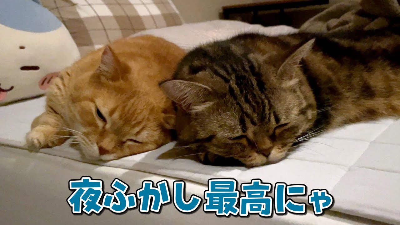 深夜に起きたら遊び疲れて寝ている猫が可愛すぎました…！
