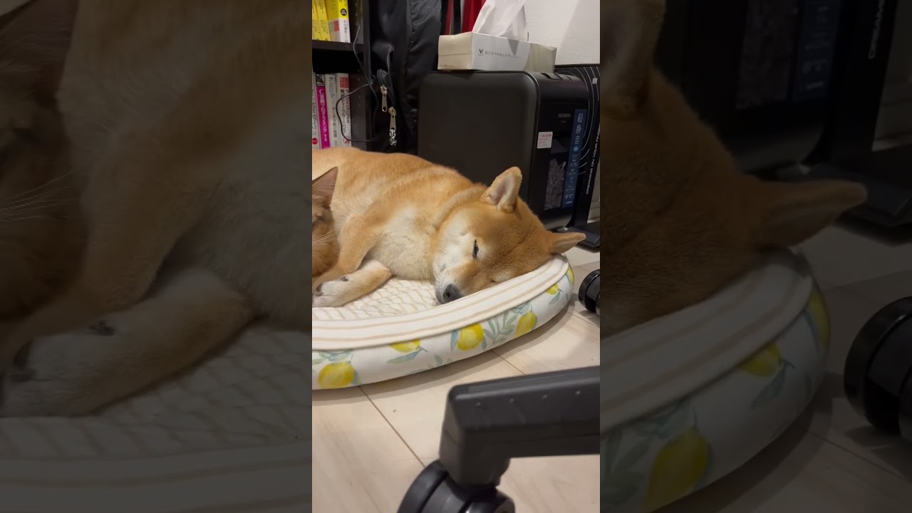 犬と猫 一緒に暮らすとこうなります #柴犬 #ソマリ #shorts