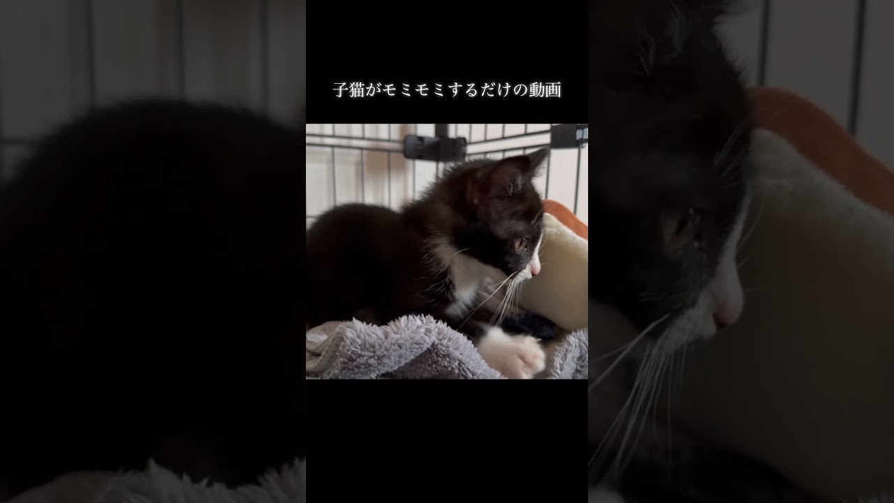 【子猫がモミモミするだけの動画です】#捨て猫 #捨て猫保護 #捨て猫関連 #保護子猫 #保護猫
