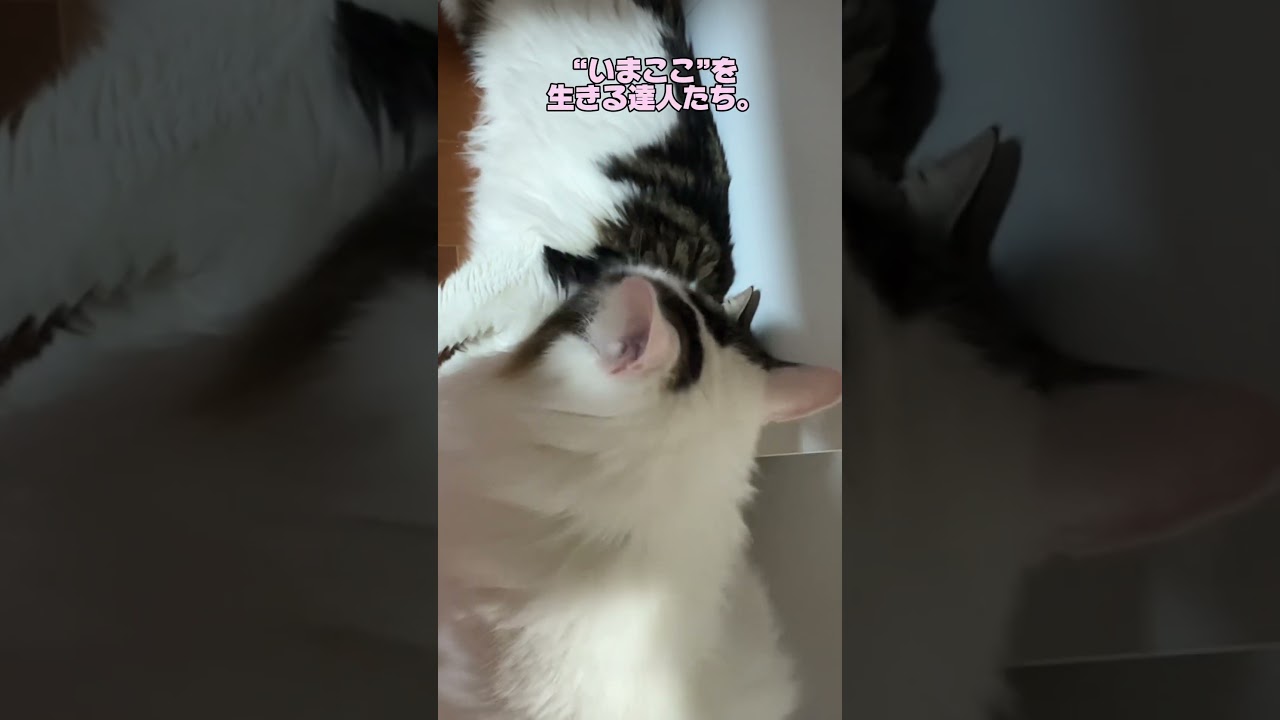 人生に迷ったら猫を見よ！#ノルウェージャンフォレストキャット #猫のいる暮らし #cat #norwegianforestcat #meow